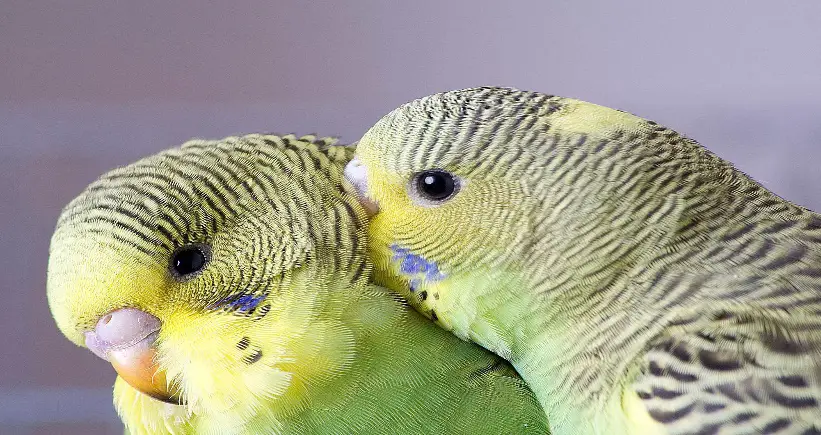 The 10 Best Pet Birds to Keep at Home | Birds Coo