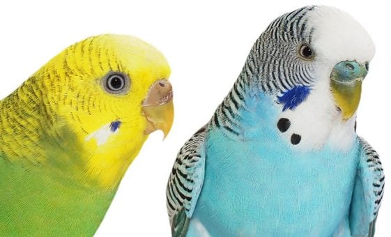 Male vs Female Budgie: Knowing the Difference | Birds Coo