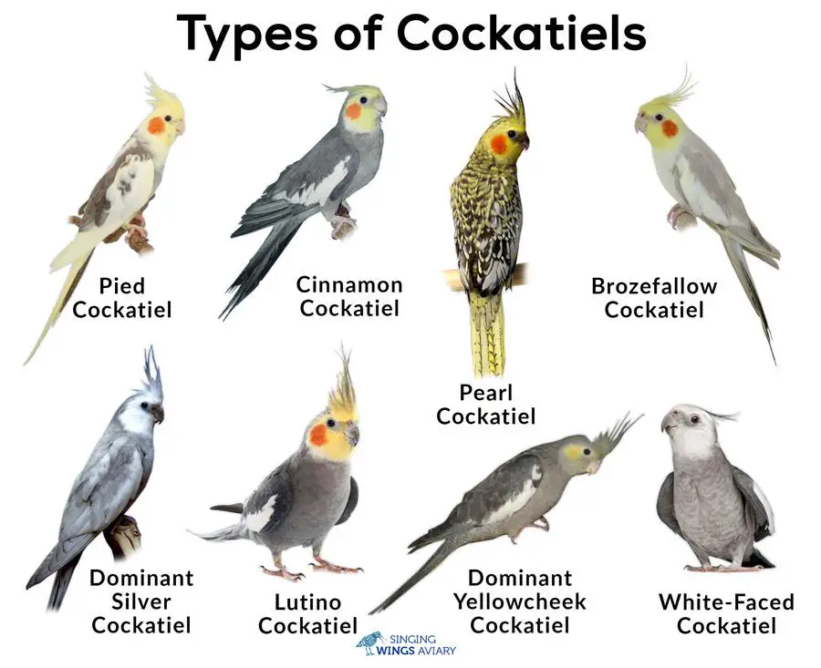 Useful Guide on How to Buy a Cockatiel - Birds Coo