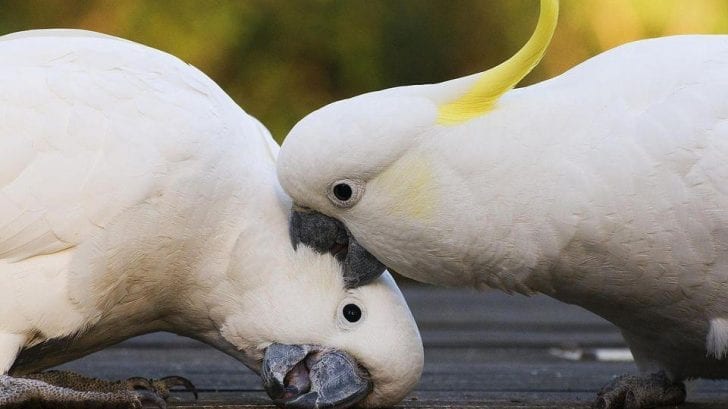 yellow crested cockatoo lifespan
