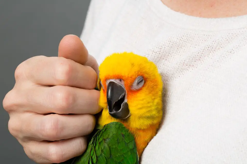 Description: Image result for touching a parrot