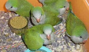 quaker parrots