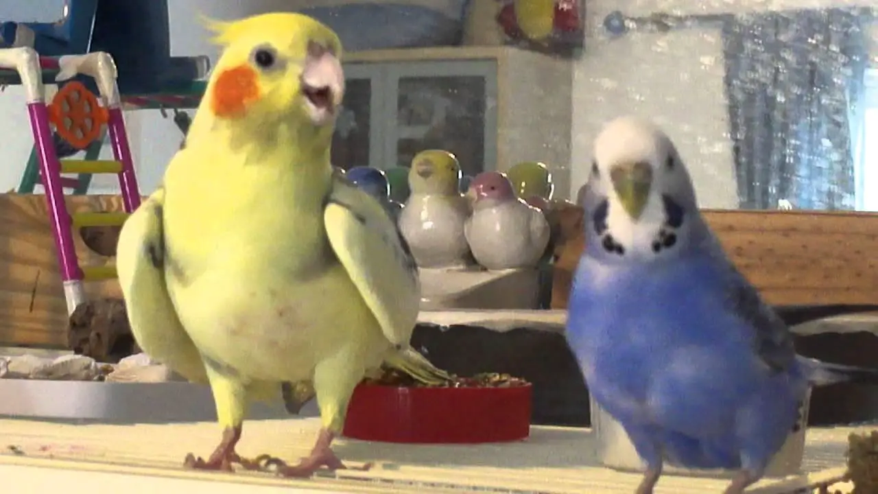 How to Safely Keep Cockatiel and Budgie in One Household Birds Coo