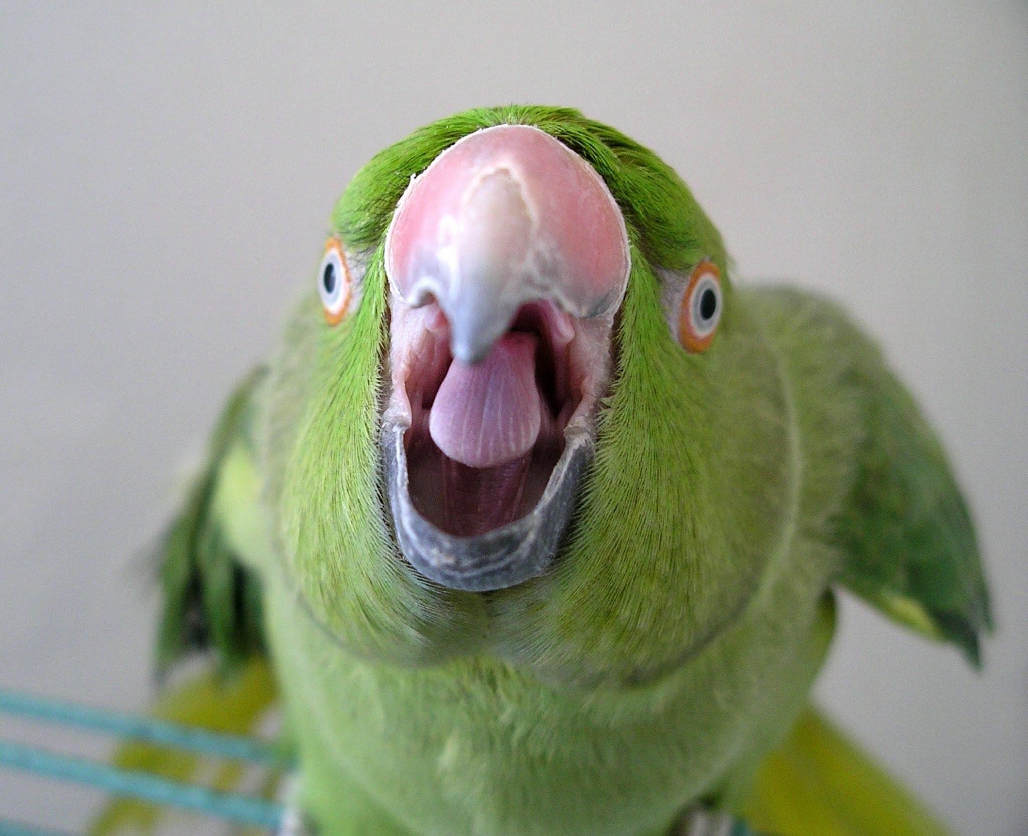 what-does-eye-pinning-of-your-parrot-tell-you-birds-coo