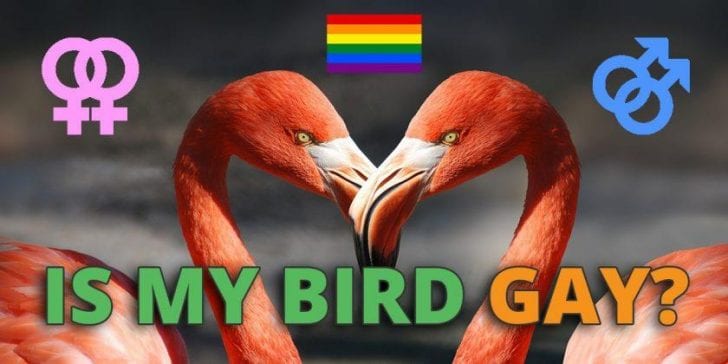 How to Deal With Your Gay Birds | Birds Coo