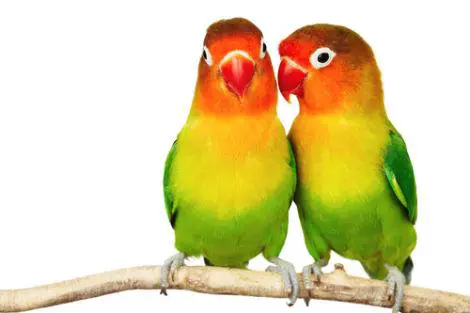 Description: Image result for gay pet birds