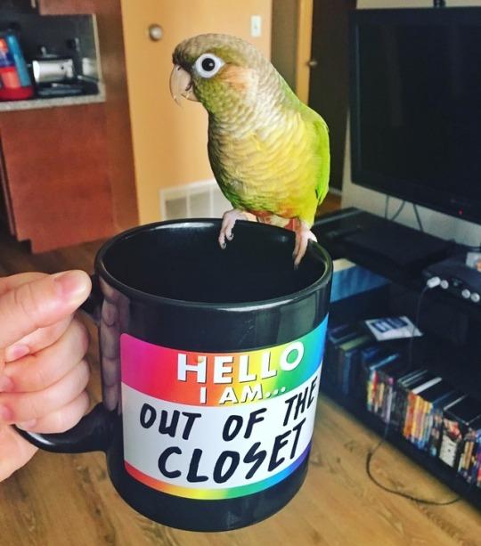 Description: Image result for tumblr pet birds gay