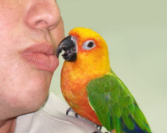toms kissing birds
