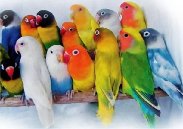 parrotlet-or-lovebird-comprehensive-comparison-birds-coo