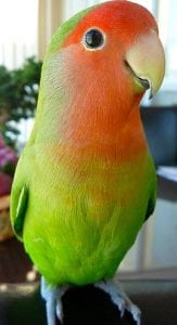 The 10 Best Pet Birds To Keep At Home | Birds Coo