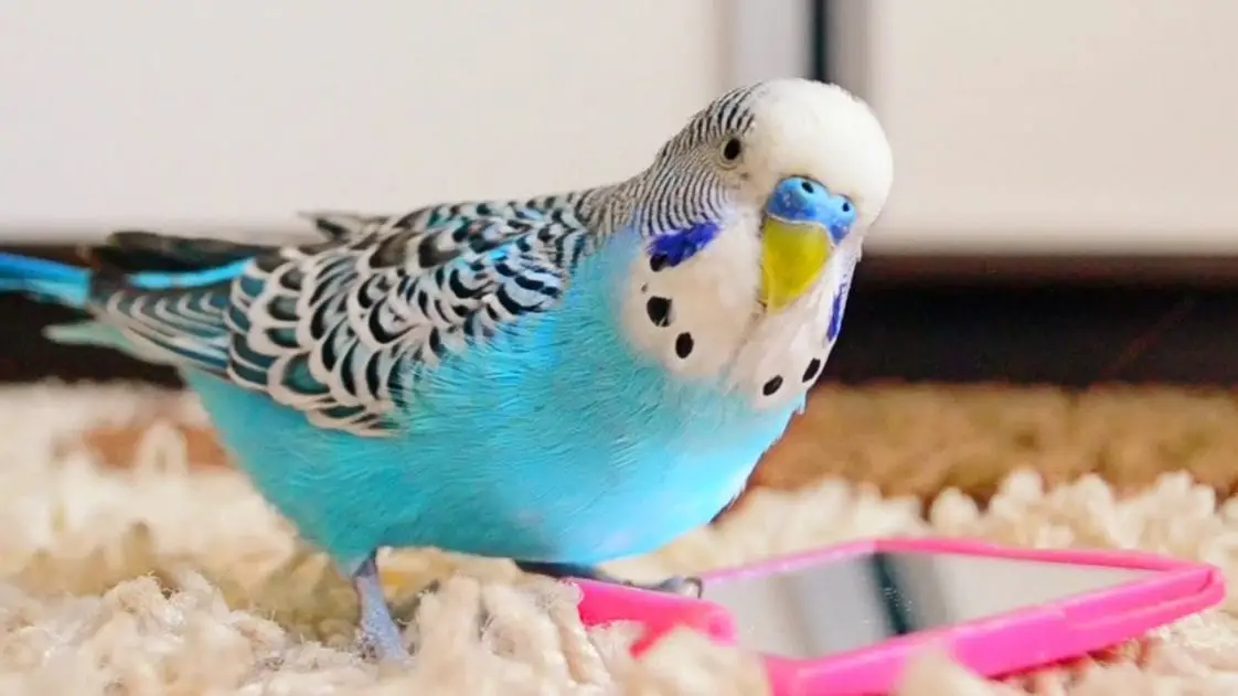 how to tell male and female parakeets apart