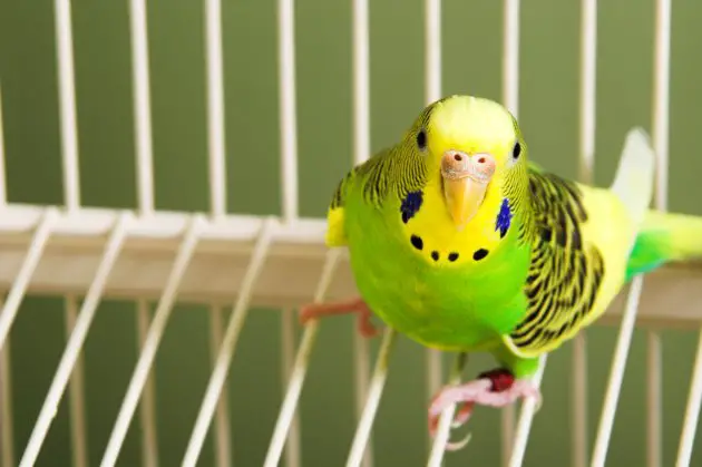 Description: Image result for How to Choose the Best Parakeet for You