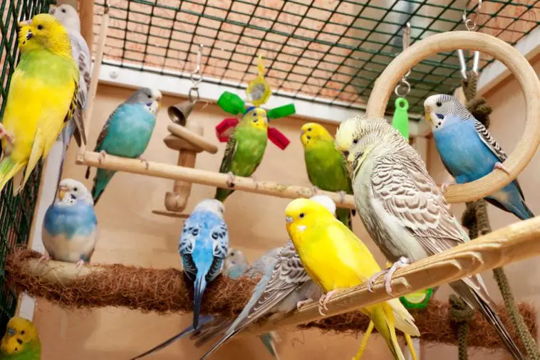 Pet Store Parakeets How to Choose the Best Birds Coo