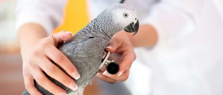 What You Should Know About Parrot Anatomy and How to Keep It Healthy