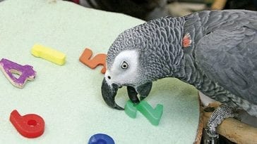 Parrot Body Language Reading Guide | Birds Coo