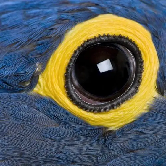 How to Cure Parrot Eye Problems - Birds Coo