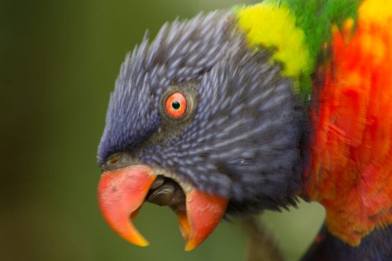 Parrot Sounds: Why Birds Make Them | Birds Coo