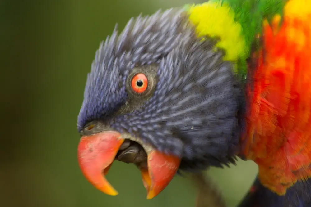 Parrot Sounds Why Birds Make Them Birds Coo