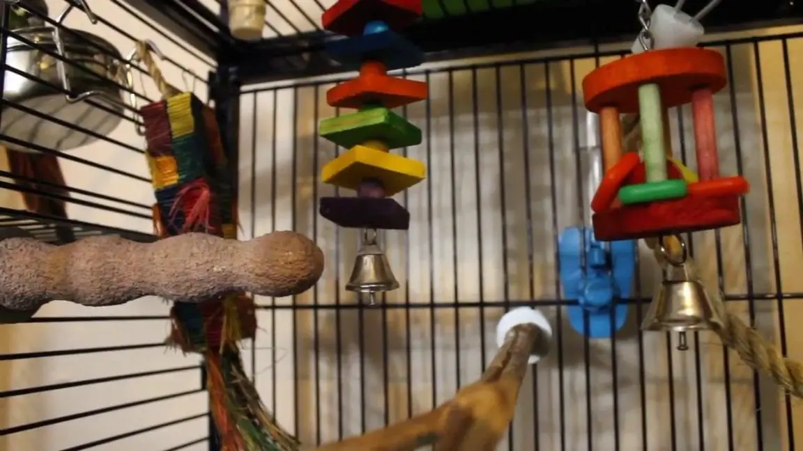 How to Select the Perfect Parrot Stand Birds Coo