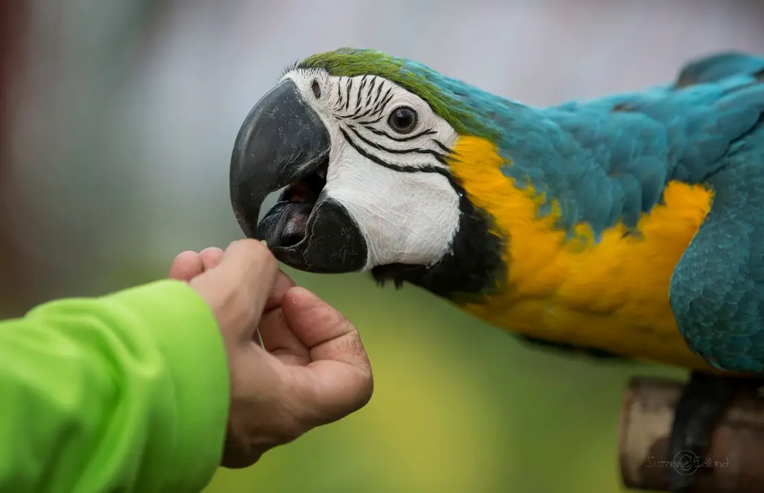 What It Takes to Be Good Parrot Trainers - Birds Coo