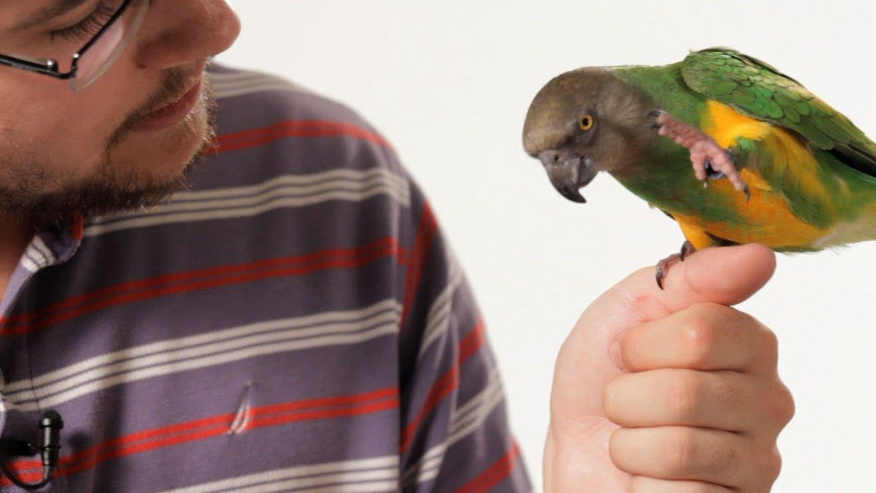 Understanding bird flight training for parrot owners