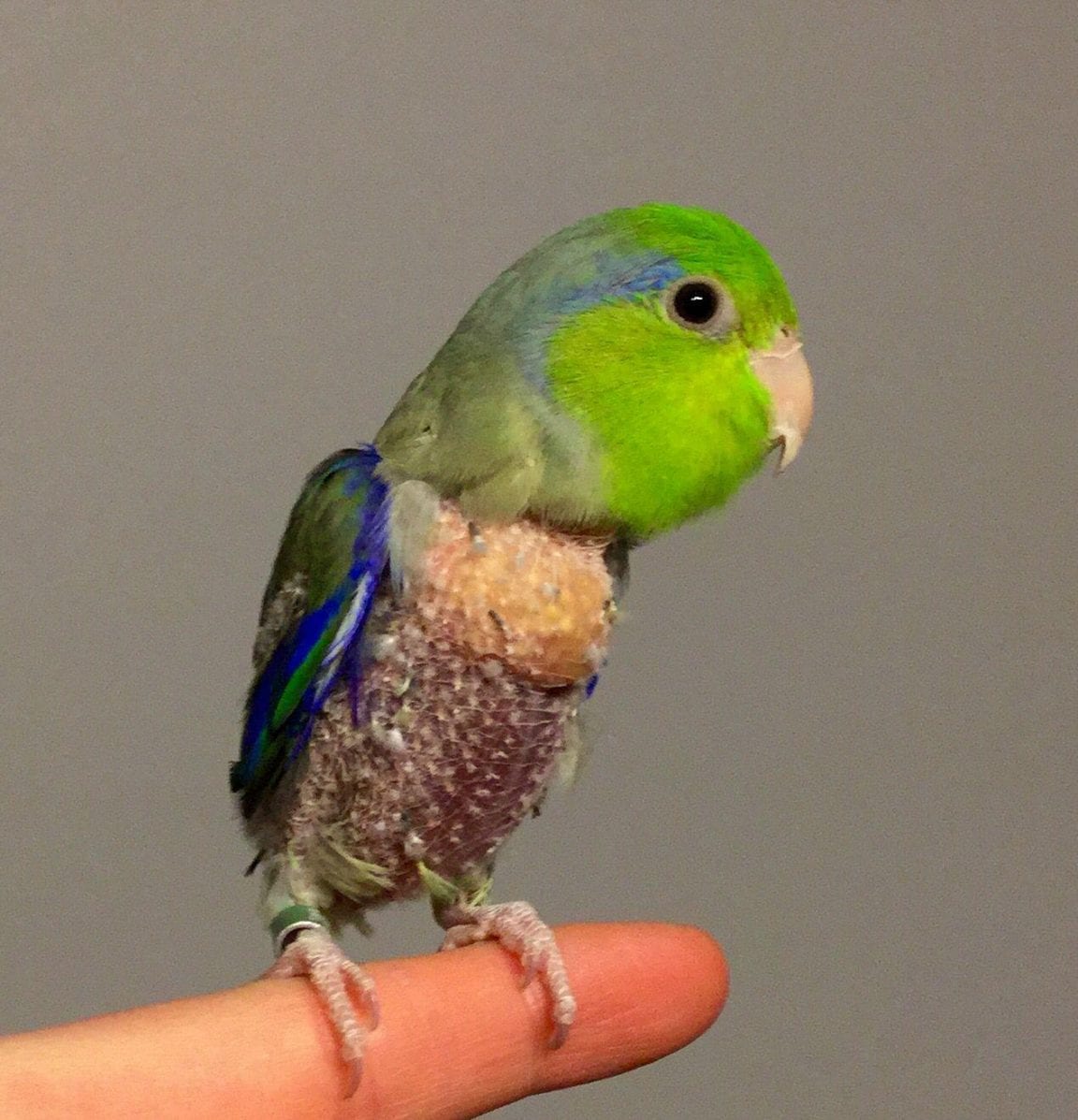 Parrotlet Plucking Feathers: What It Indicates and How It Can Be ...