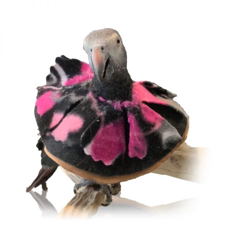 Top 8 BirdSafe Air Fresheners Your Parrots Will Love Birds Coo