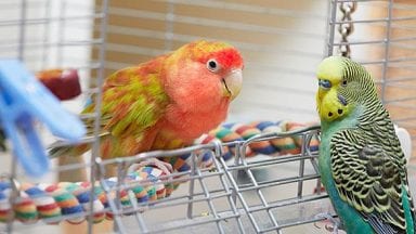 How to Cure Parrot Eye Problems | Birds Coo