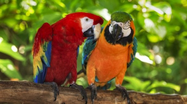 Lifespan of Parrots: How Long Can A Parrot Live | Birds Coo