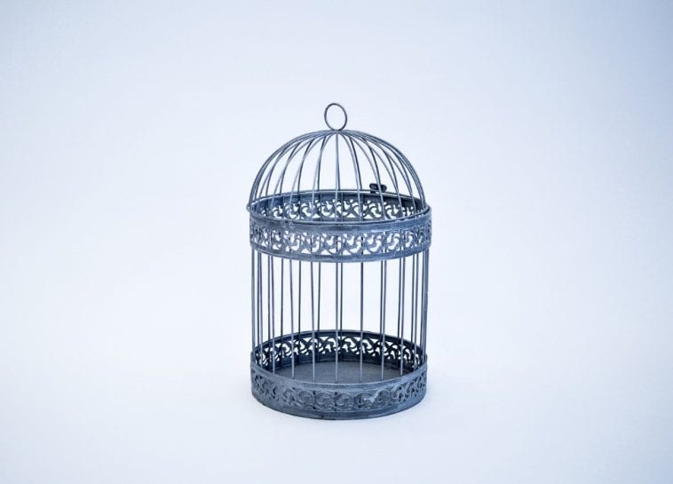 Where to Buy Round Cages For Your Pet Birds - Birds Coo