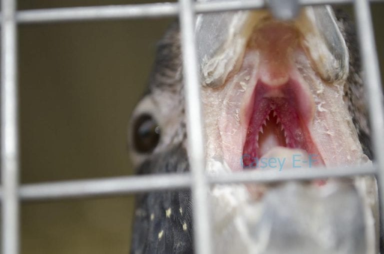 Parrot Tongue Anatomy What It Looks Like Birds Coo