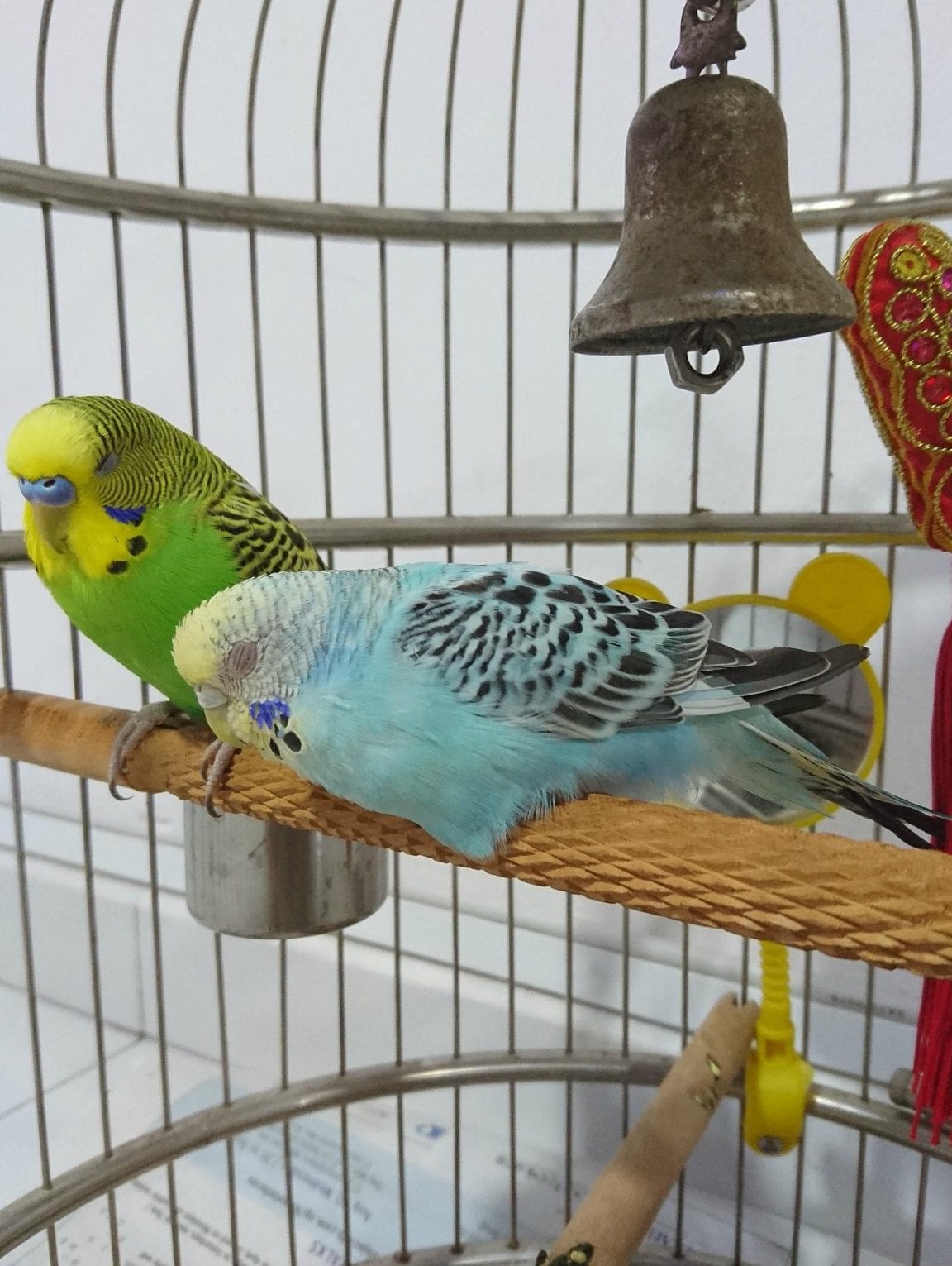 Why Is Sleep Important for Parrots and How Do They Do it Birds Coo