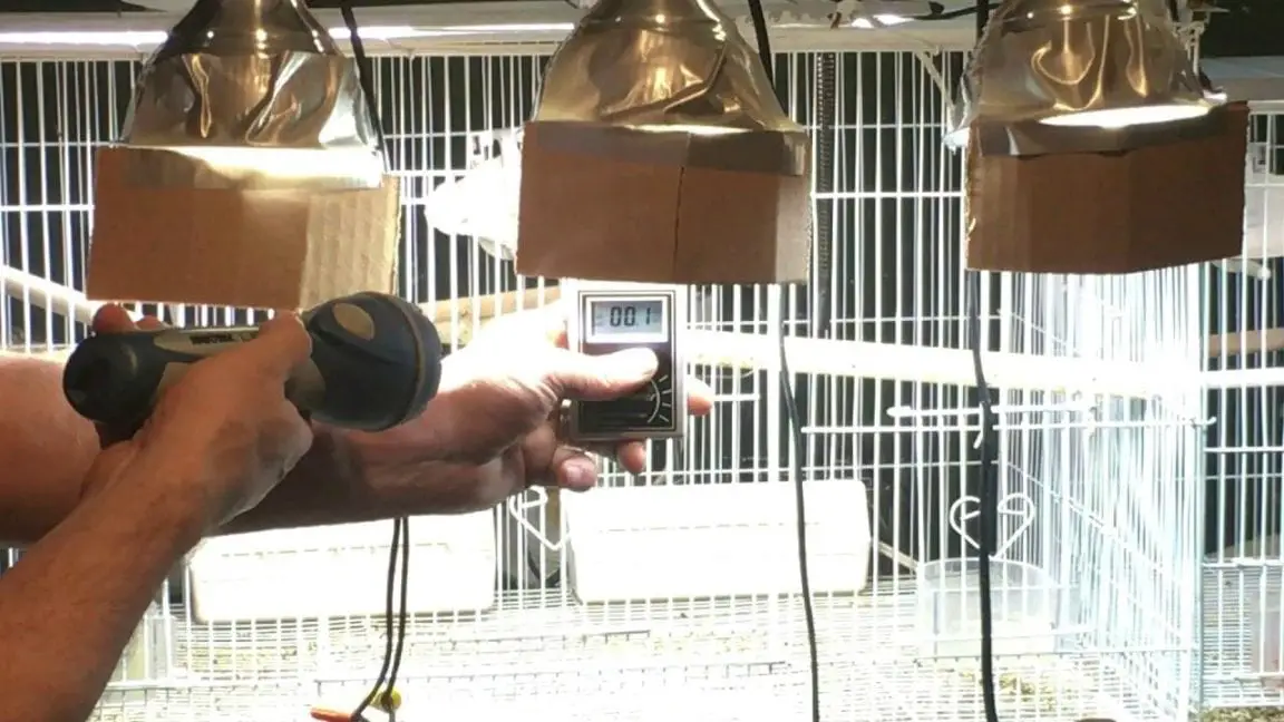 Why Having Full Spectrum Light for Birds is Beneficial? Birds Coo