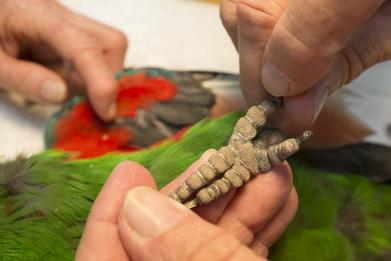 How to Stop a Bird From Bleeding Nail Problems | Birds Coo
