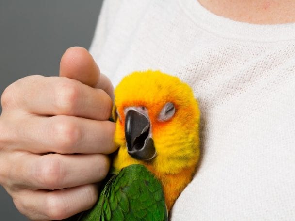 toms kissing birds toms kissing birds