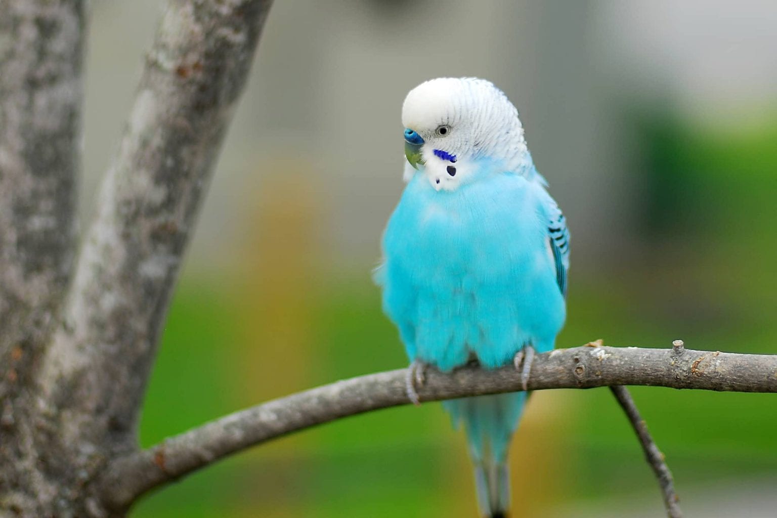 Pet Poisoning Signs How to Tell If Your Bird Has Been Poisoned Birds Coo