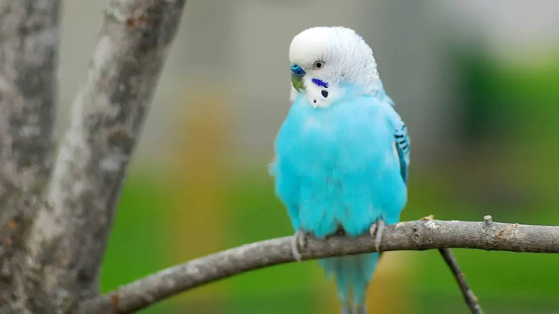 The 10 Best Pet Birds to Keep at Home Birds Coo