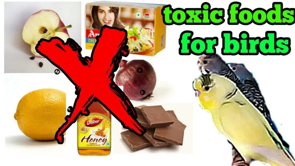 Keep Your Parrots Away from These Toxic Foods for Birds Birds Coo