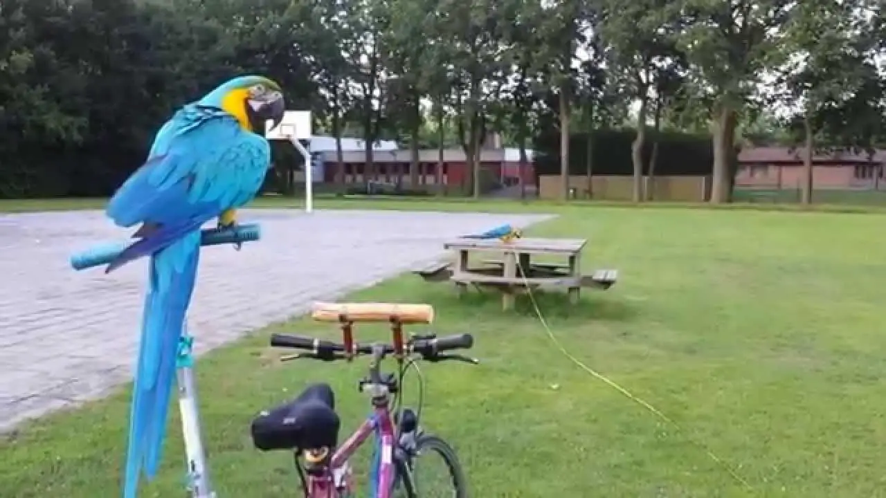 Training Guide for Your Old Flying Macaw Birds Coo