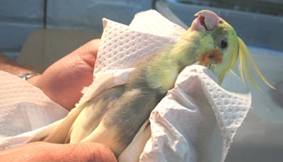 Description: Image result for How to Wrap a Bird's Broken Wing: Avian First Aid Basics