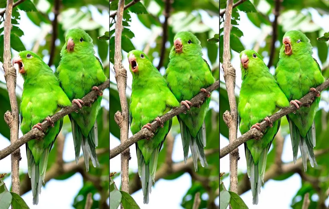 What Bird Yawning Tells You Birds Coo
