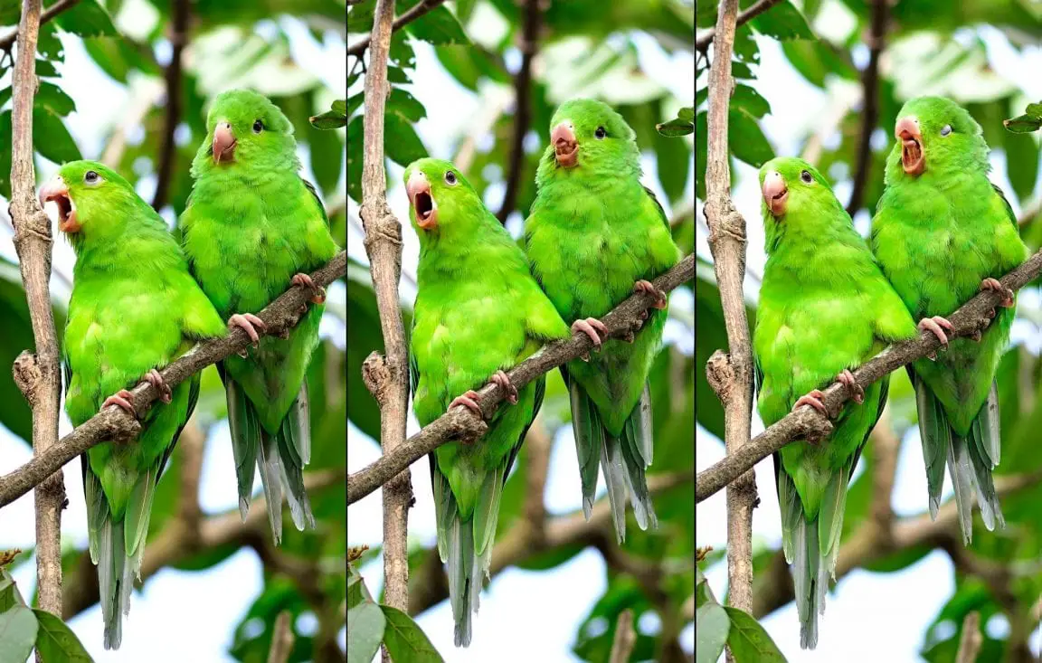 What Bird Yawning Tells You Birds Coo