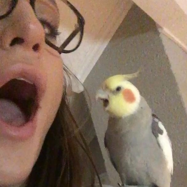 What Bird Yawning Tells You Birds Coo
