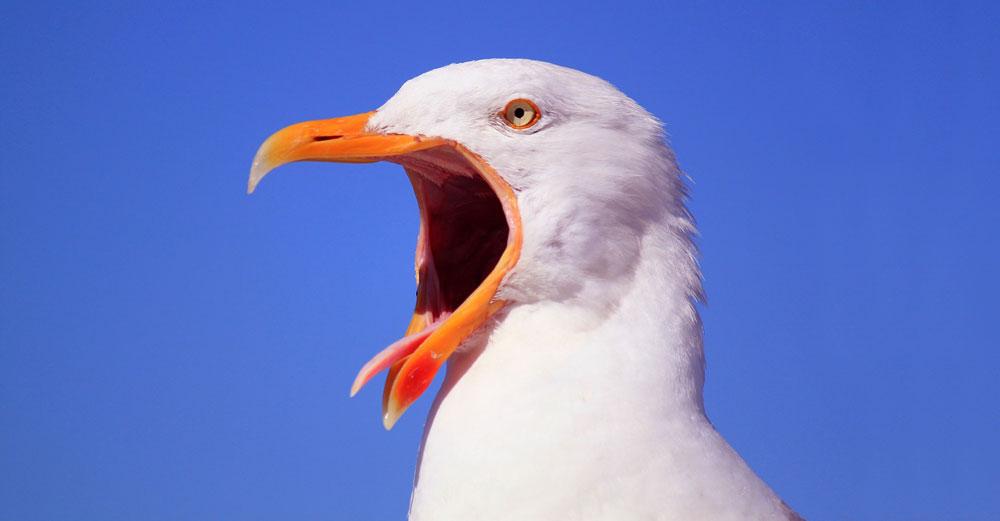 What Bird Yawning Tells You Birds Coo
