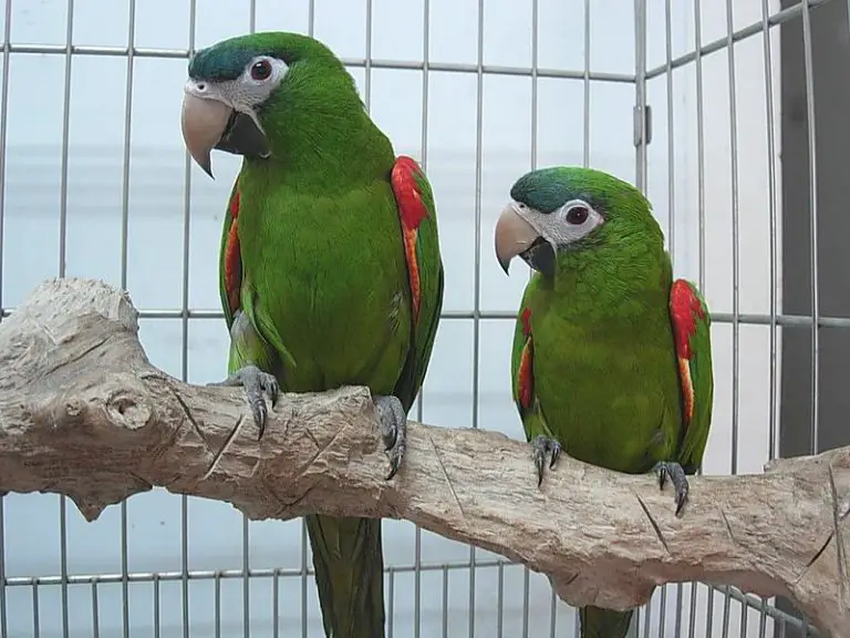 Lifespan of Parrots How Long Can A Parrot Live Birds Coo