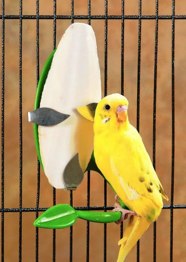 Parakeet Cuttlebone Proper Consumption Guide - Birds Coo