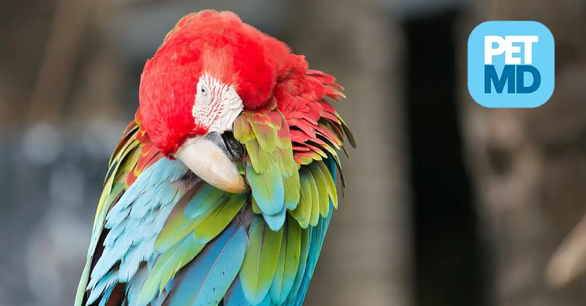 How to Stop a Bird From Plucking its Feathers Birds Coo
