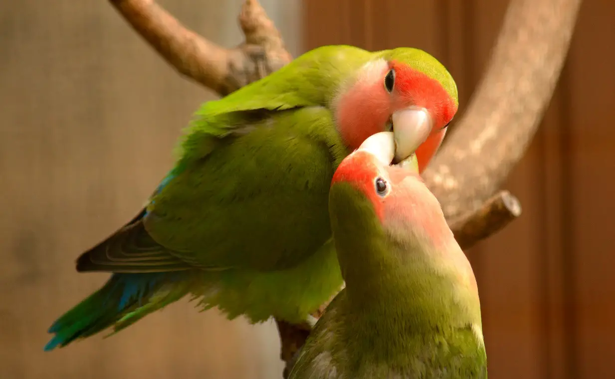 Useful Tips on How to Train Lovebirds Birds Coo