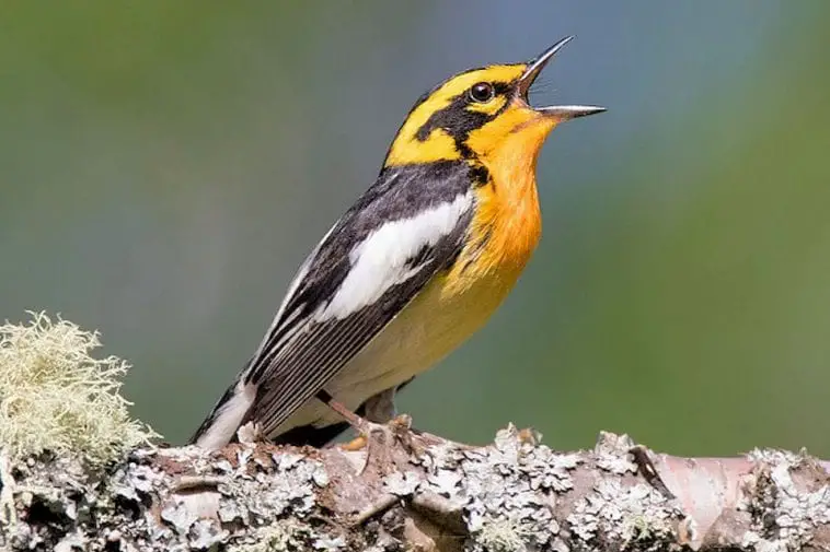 How to Make Your Screaming Bird Stop Birds Coo