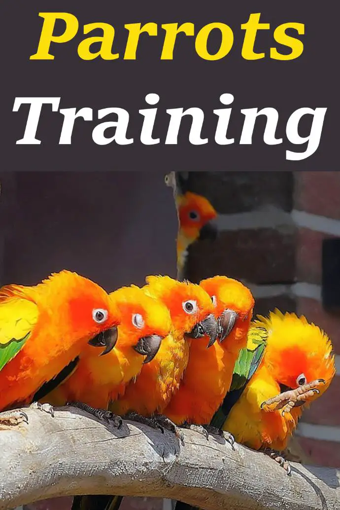 How to potty train birds